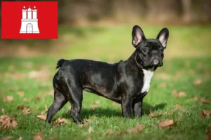 Lees meer over het artikel Franse Bulldog fokkers en pups in Hamburg