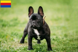 Lees meer over het artikel Franse Bulldog fokkers en pups in Noord-Holland
