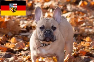 Lees meer over het artikel Franse Bulldog fokkers en puppies in Saarland