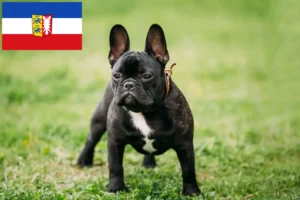 Lees meer over het artikel Franse Bulldog fokkers en pups in Sleeswijk-Holstein
