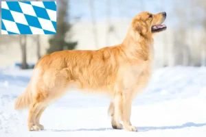 Lees meer over het artikel Golden Retriever fokkers en pups in Beieren