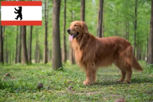 Lees meer over het artikel Golden Retriever fokkers en pups in Berlijn