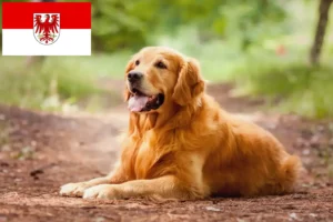 Lees meer over het artikel Golden Retriever fokkers en pups in Brandenburg