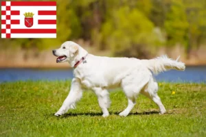 Lees meer over het artikel Golden Retriever fokkers en pups in Bremen