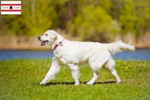 Lees meer over het artikel Golden Retriever fokkers en pups in Drenthe