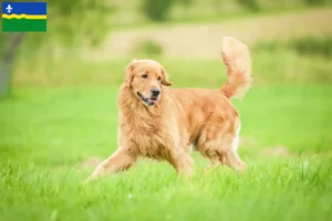 Lees meer over het artikel Golden Retriever fokkers en pups in Flevoland