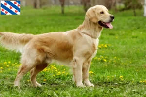 Lees meer over het artikel Golden Retriever fokkers en pups in Friesland