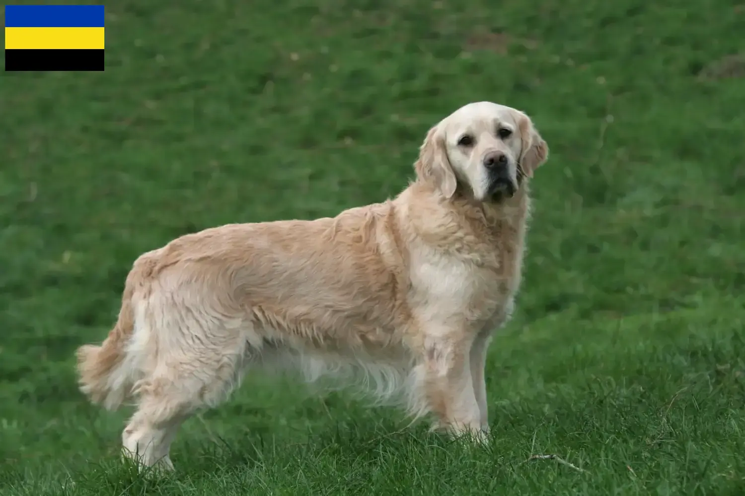 Lees meer over het artikel Golden Retriever fokkers en pups in Gelderland