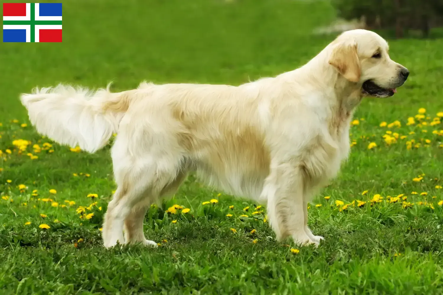 Lees meer over het artikel Golden Retriever fokkers en pups in Groningen
