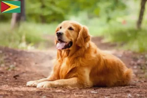 Lees meer over het artikel Golden Retriever fokkers en pups in Guyana