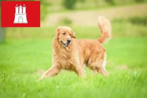 Lees meer over het artikel Golden Retriever fokkers en pups in Hamburg