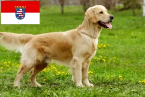 Lees meer over het artikel Golden Retriever fokkers en pups in Hessen