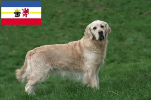 Lees meer over het artikel Golden Retriever fokkers en pups in Mecklenburg-Vorpommern