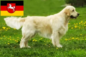 Lees meer over het artikel Golden Retriever fokkers en pups in Nedersaksen