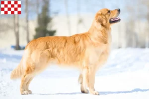 Lees meer over het artikel Golden Retriever fokkers en pups in Noord-Brabant
