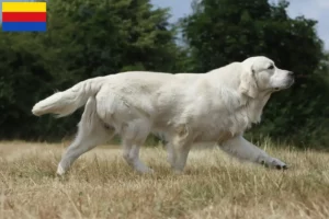 Lees meer over het artikel Golden Retriever fokkers en pups in Noord-Holland