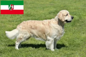 Lees meer over het artikel Golden Retriever fokkers en pups in Noordrijn-Westfalen