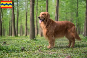 Lees meer over het artikel Golden Retriever fokkers en pups in Overijssel