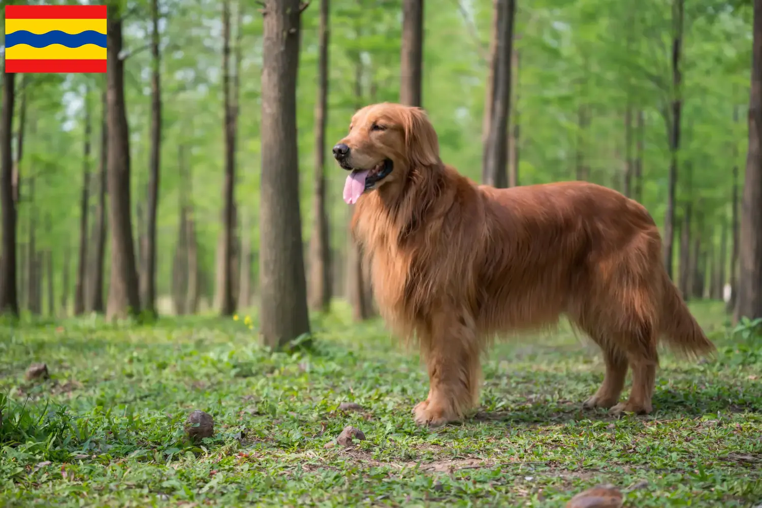 Lees meer over het artikel Golden Retriever fokkers en pups in Overijssel