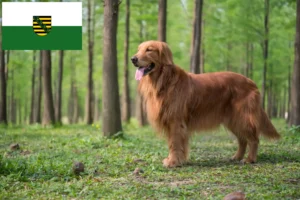 Lees meer over het artikel Golden Retriever fokkers en pups in Saksen