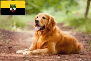 Lees meer over het artikel Golden Retriever fokkers en pups in Saksen-Anhalt