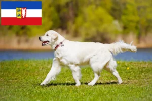 Lees meer over het artikel Golden Retriever fokkers en pups in Sleeswijk-Holstein