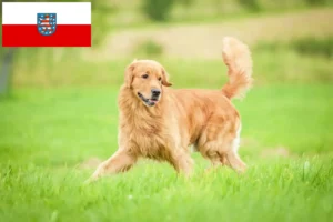 Lees meer over het artikel Golden Retriever fokkers en pups in Thüringen