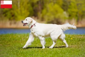 Lees meer over het artikel Golden Retriever fokkers en pups in Utrecht