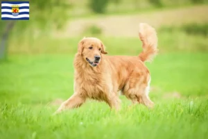 Lees meer over het artikel Golden Retriever fokkers en pups in Zeeland