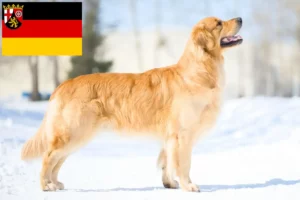 Lees meer over het artikel Golden Retriever fokkers en pups in Rijnland-Palts