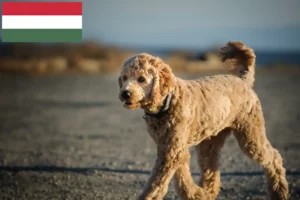 Lees meer over het artikel Goldendoodle fokkers en puppies in Hongarije
