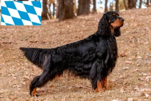 Lees meer over het artikel Gordon Setter fokkers en pups in Beieren