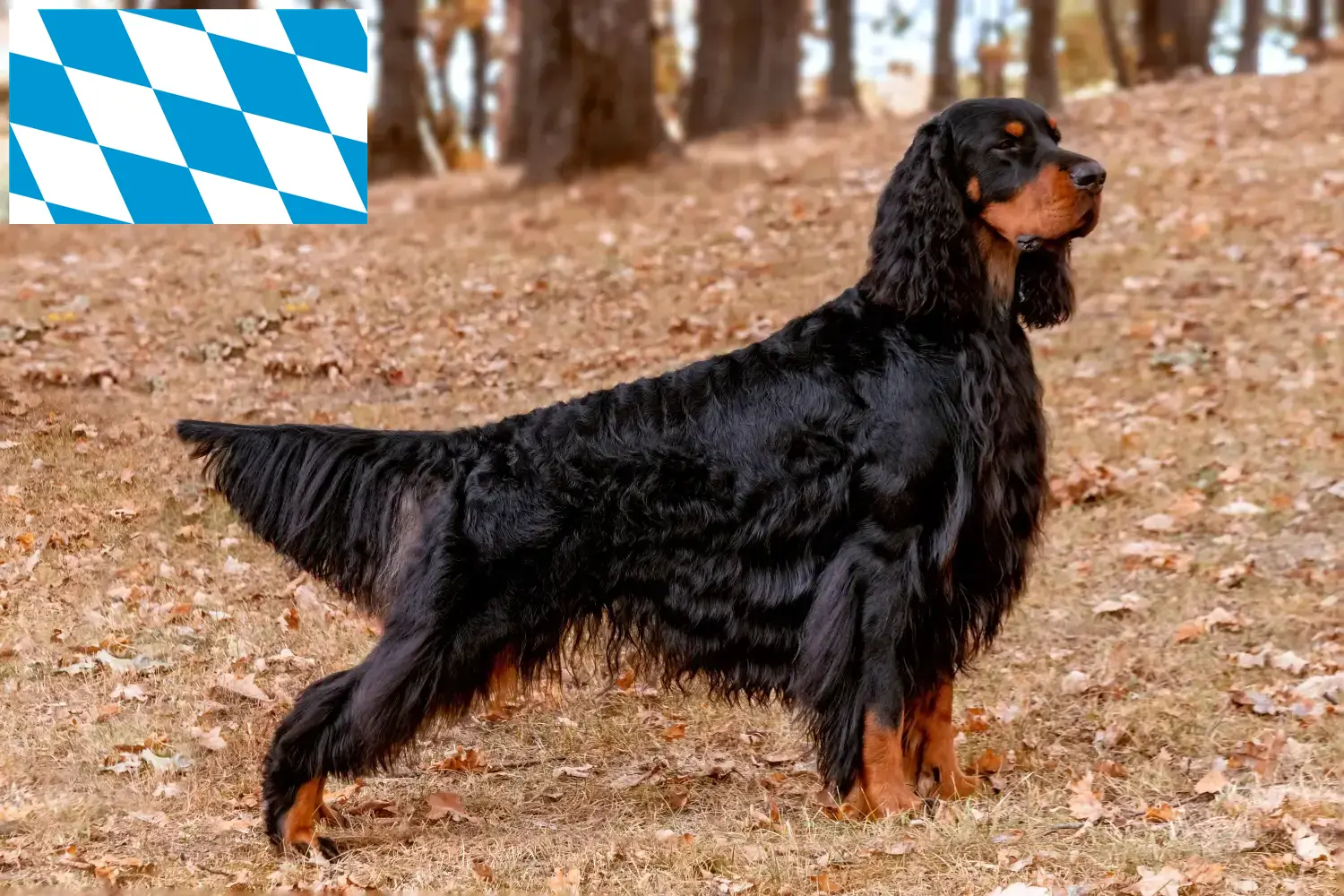Gordon Setter puppies en fokkers Beieren Hier vind je Gordon Setter fokkers in Beieren.