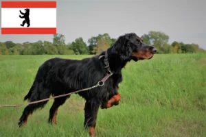 Lees meer over het artikel Gordon Setter fokkers en pups in Berlijn