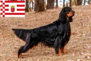 Lees meer over het artikel Gordon Setter fokker en pups in Bremen