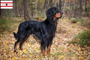 Lees meer over het artikel Gordon Setter fokkers en pups in Drenthe