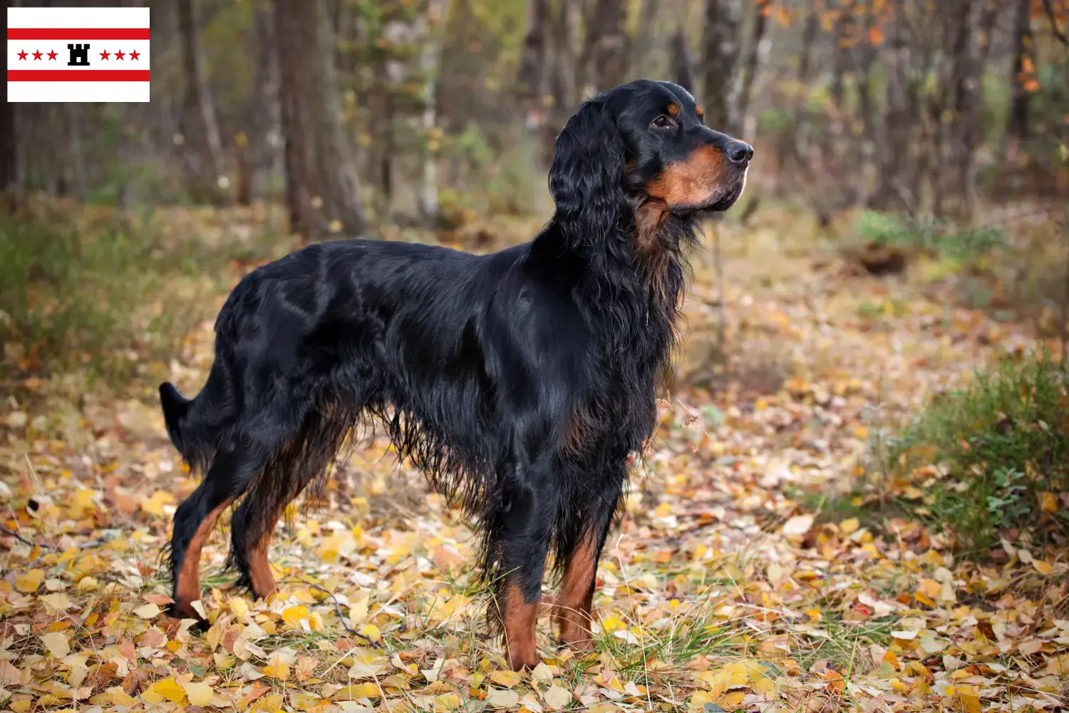 Gordon Setter puppy's en fokkers Drenthe Zoek Gordon Setter fokkers in Drenthe.