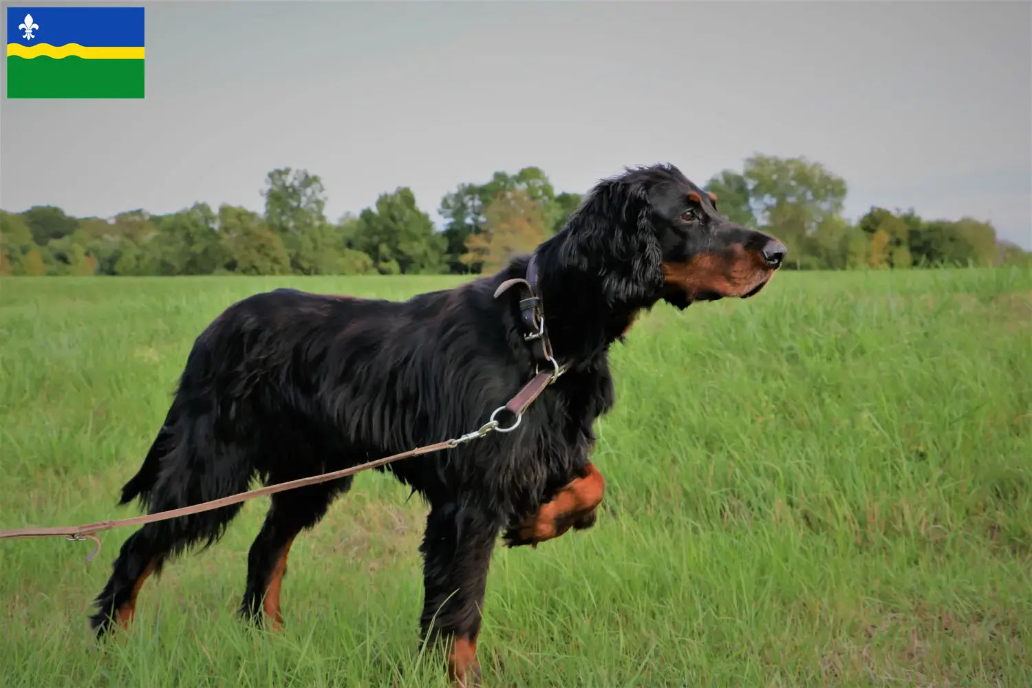 Gordon Setter puppy's en fokkers Flevoland Hier vind je Gordon Setter fokkers in Flevoland.