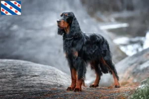 Lees meer over het artikel Gordon Setter fokkers en pups in Friesland