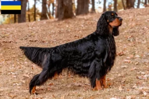 Lees meer over het artikel Gordon Setter fokkers en pups in Gelderland