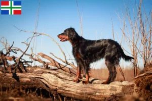 Lees meer over het artikel Gordon Setter fokkers en pups in Groningen