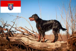 Lees meer over het artikel Gordon Setter fokkers en pups in Hessen