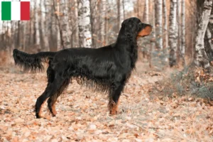 Lees meer over het artikel Gordon Setter fokkers en puppy’s in Italië