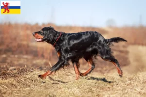 Lees meer over het artikel Gordon Setter fokker en pups in Limburg