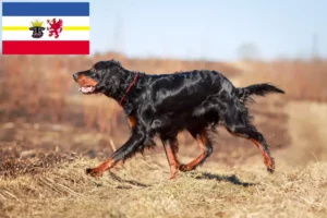 Lees meer over het artikel Gordon Setter fokkers en pups in Mecklenburg-Vorpommern