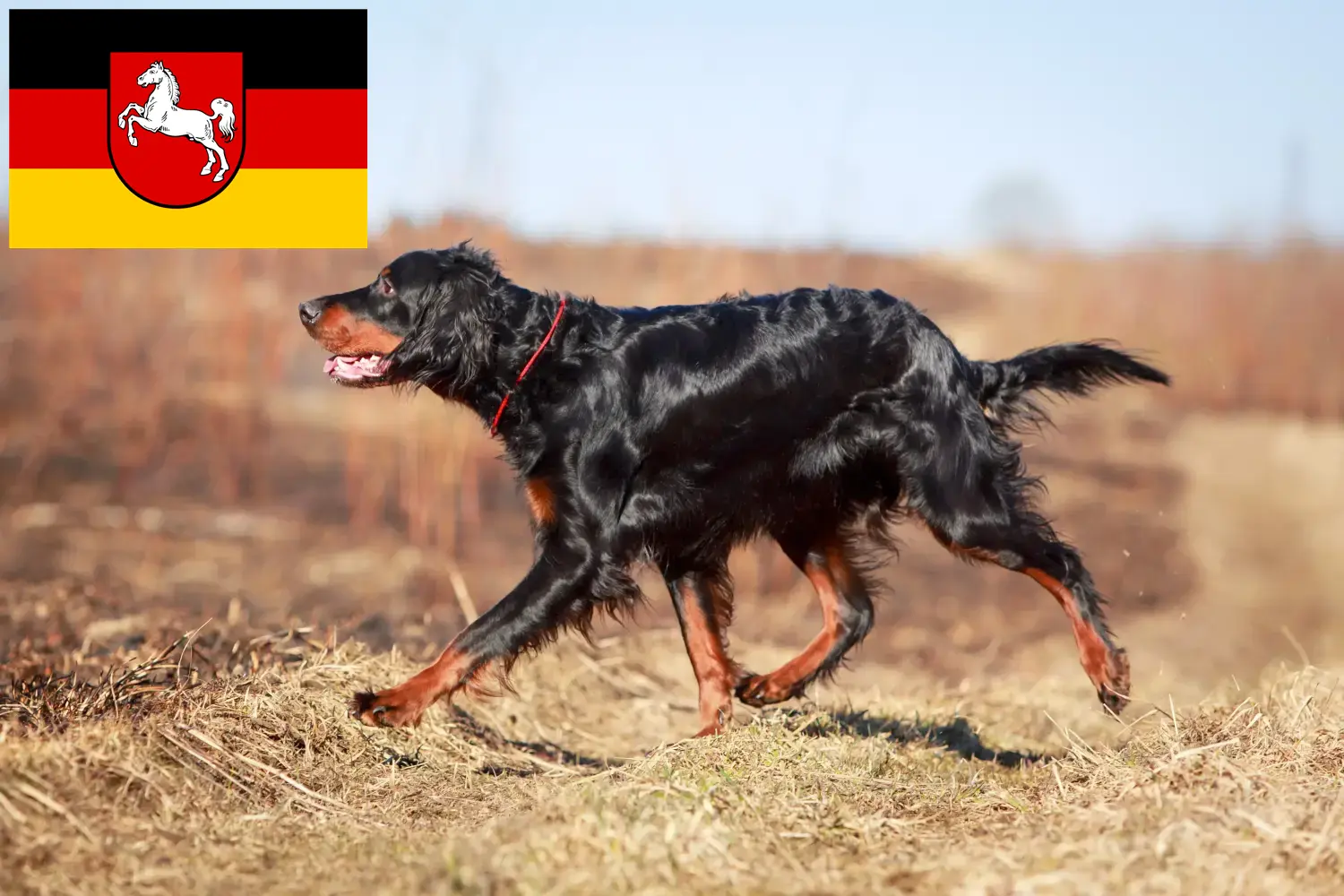 Gordon Setter puppies en fokkers Nedersaksen Hier vind je Gordon Setter fokkers in Nedersaksen.