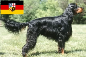 Lees meer over het artikel Gordon Setter fokkers en pups in Saarland