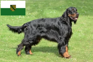 Lees meer over het artikel Gordon Setter fokkers en pups in Saksen