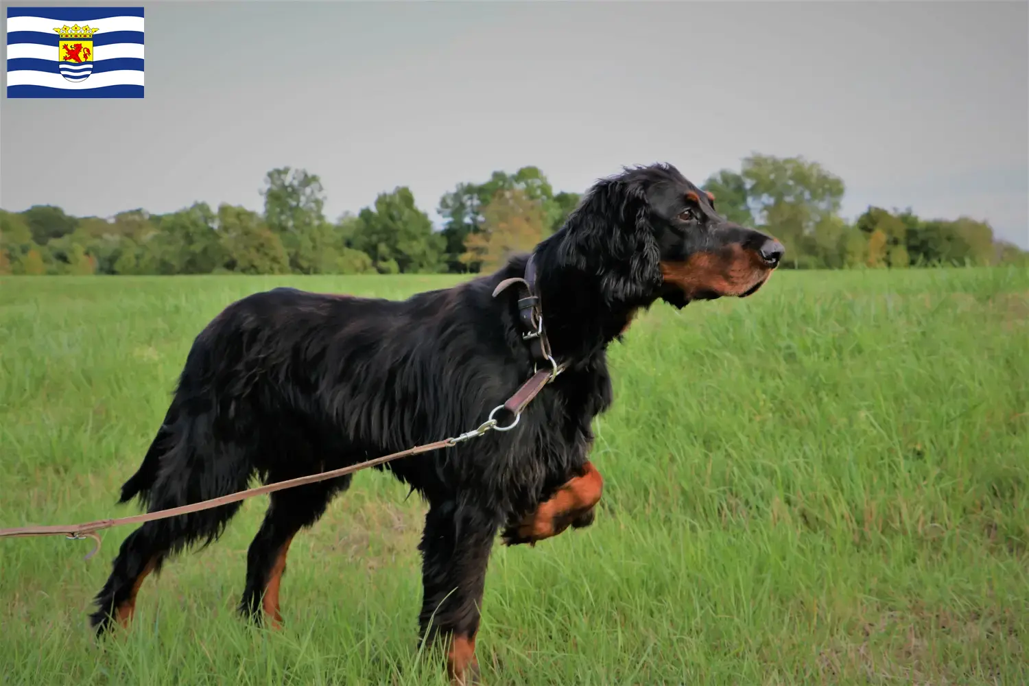 Lees meer over het artikel Gordon Setter fokkers en pups in Zeeland