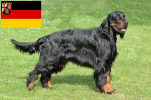 Lees meer over het artikel Gordon Setter fokkers en pups in Rijnland-Palts